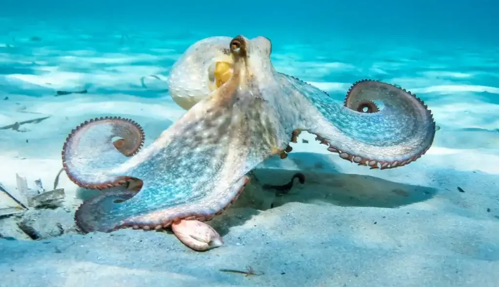 The giant Pacific octopus is a camouflage expert