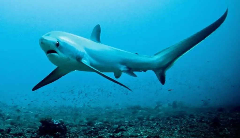 Thresher Shark