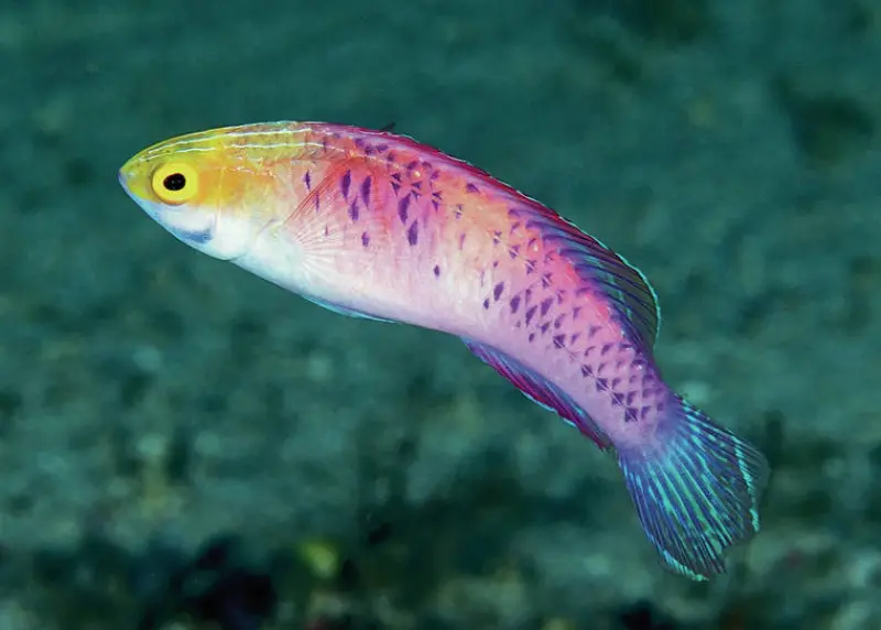 Wakanda Fish