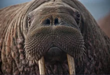 Walrus