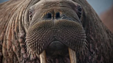 Walrus