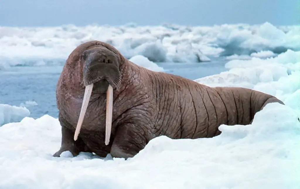 Walruses