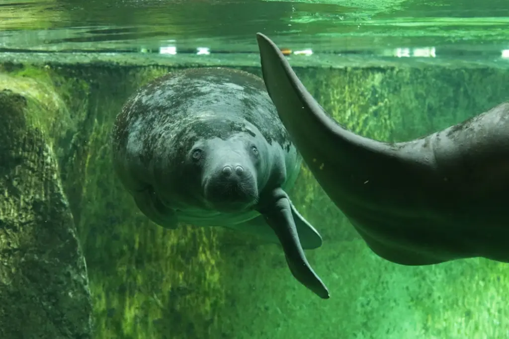 West African manatee (Trichechus senegalensis)