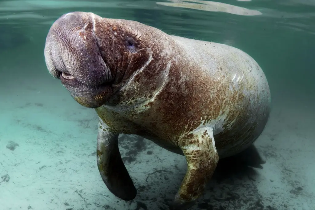 West Indian Manatee