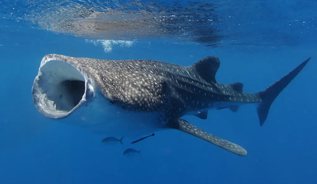Whale Sharks