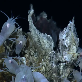 What Adaptations Enable Deep-Sea Creatures to Survive Extreme Pressure?