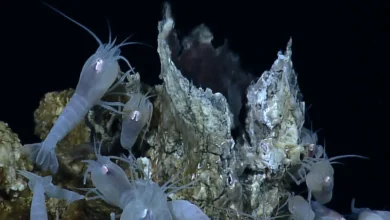 What Adaptations Enable Deep-Sea Creatures to Survive Extreme Pressure