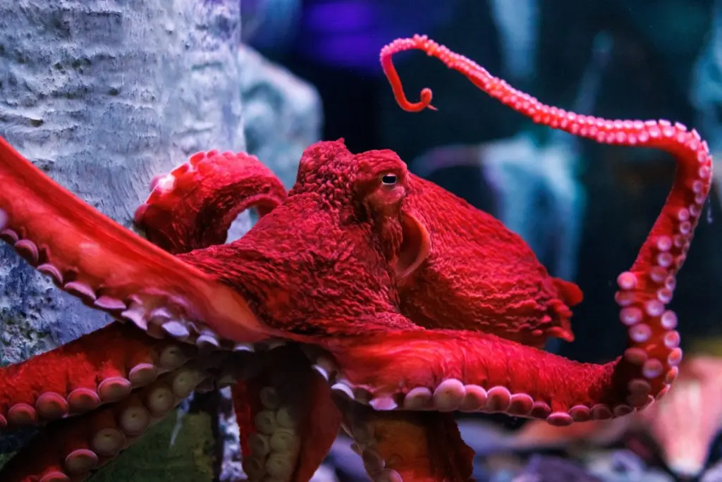 What is the Giant Pacific Octopus