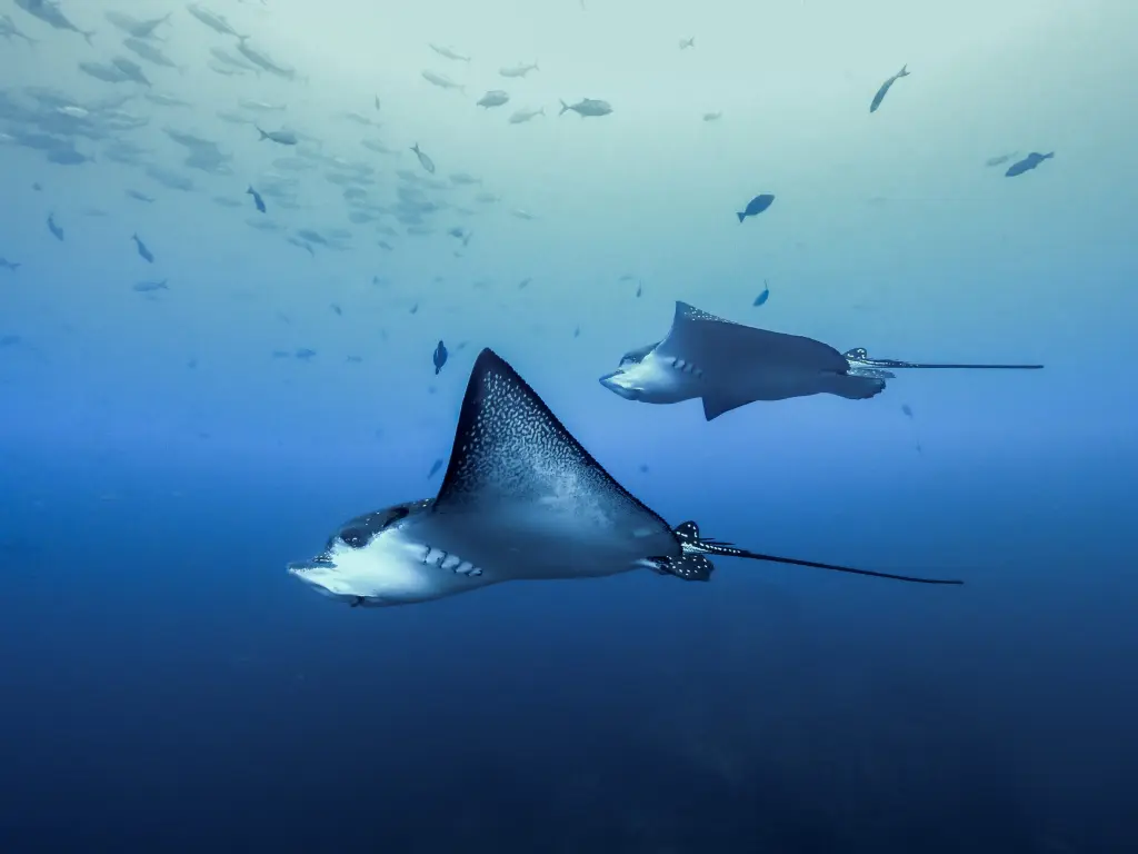 Whitespotted Eagle Ray