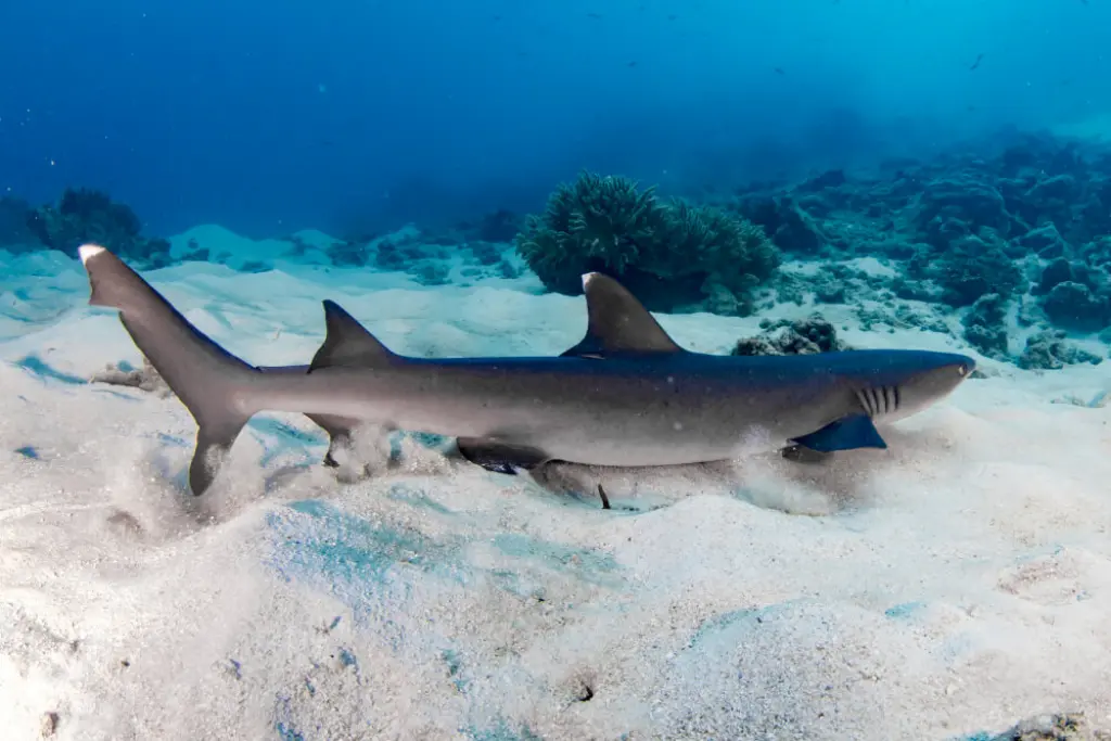 Whitetip Reef Shark