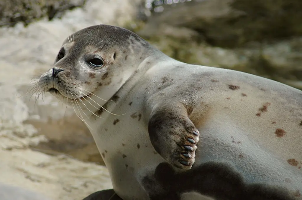 earless seals