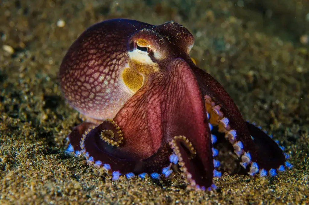 how octopuses change color