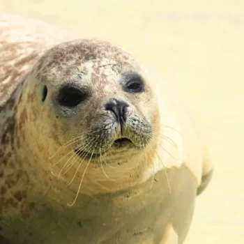 Phoca vitulina: Understanding These Fascinating Marine Mammals