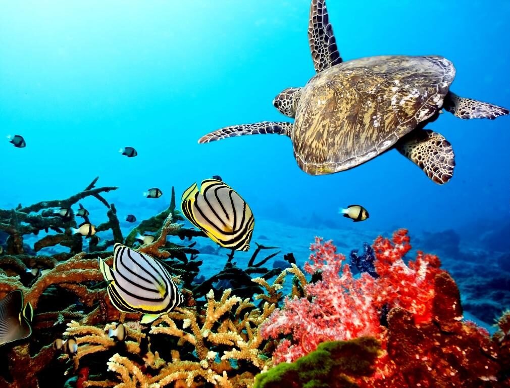 What Are Sea Creatures Called