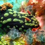 What Are Sea Creatures Called