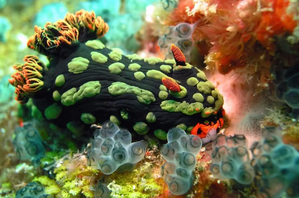 What Are Sea Creatures Called