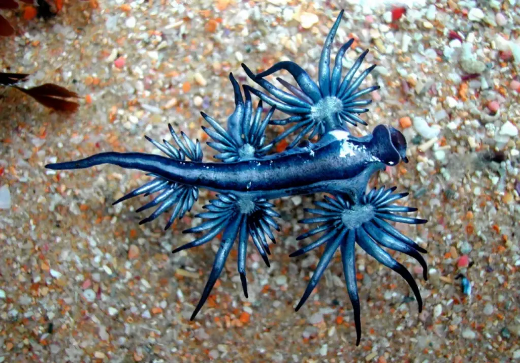 sea blue glaucus